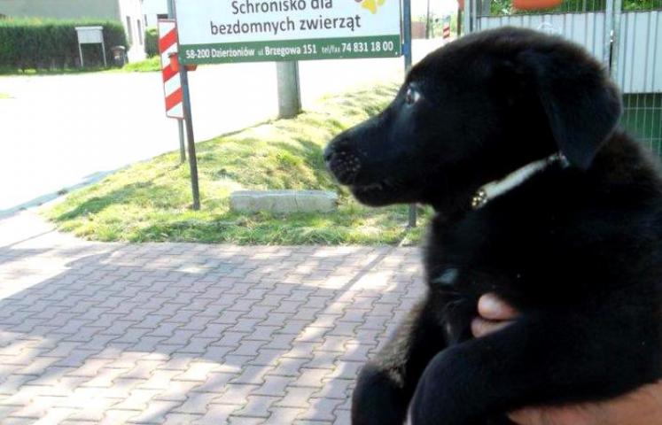 Burmistrz Dzierżoniowa podjął decyzję o czasowym odebraniu psa osobom, które porzuciły go pod schroniskiem dla bezdomnych zwierząt.