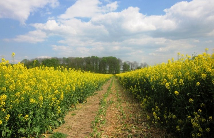 FOT: www.farmer.pl
