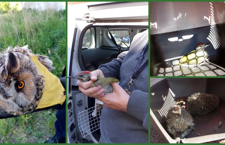 Trzy nietypowe, ale bardzo ważne interwencje odnotowali w ostatnim czasie dzierżoniowscy strażnicy miejscy. Wszystkie dotyczyły pomocy dziko żyjącym zwierzętom.