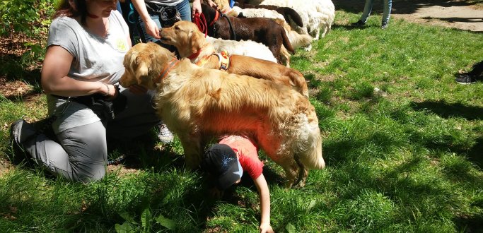 W niedzielne przedpołudnie 22 maja Stowarzyszenie "POMOST" w Dzierżoniowie zorganizowało dla dzieci i młodzieży z Dzierżoniowa zajęcia terenowe z psami - dogtrekking, czyli turystykę z psem. Spotkanie było częścią rocznego programu zadania publicznego wspierania rehabilitacji pn.: "Ja i cztery łapy", dofinansowanego przez miasto Dzierżoniów.