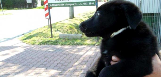 Burmistrz Dzierżoniowa podjął decyzję o czasowym odebraniu psa osobom, które porzuciły go pod schroniskiem dla bezdomnych zwierząt.